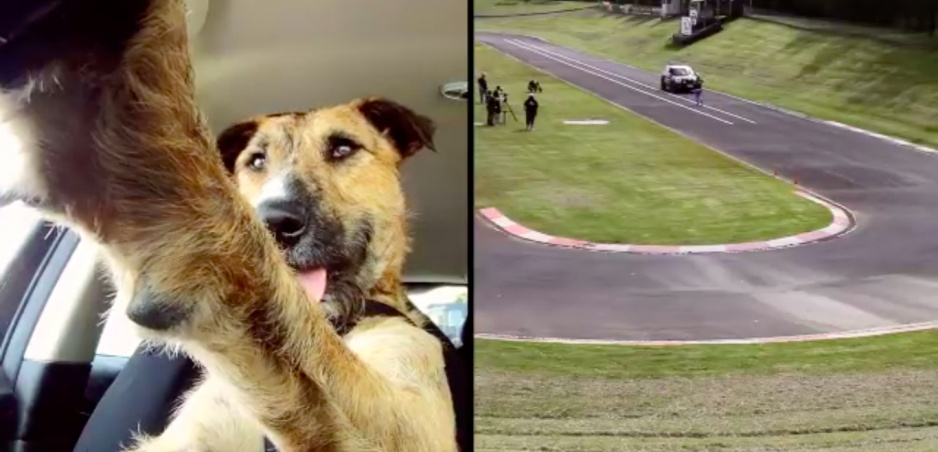 Psy za volantom: Pamätáte si túto milú iniciatívu?