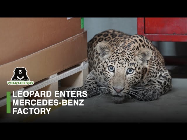Mercedes musel v Indii prerušiť výrobu kvôli zatúlanému leopardovi